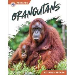 Orangutans
