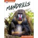 Mandrills