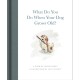 What Do You Do When Your Dog Grows Old?: A Poem by Jackie Short