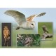 Owl Montage 1000 Piece Puzzle