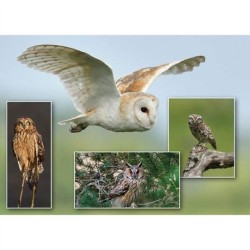Owl Montage 1000 Piece Puzzle