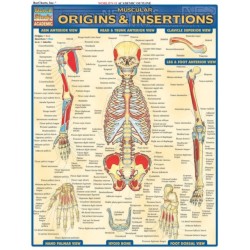 Muscular Origins & Insertions