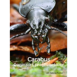 Carabus - Danmarks pragtløbebiller