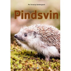 Pindsvin