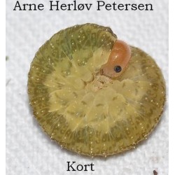 Kort