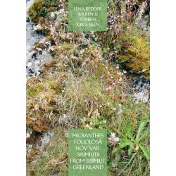 Micranthes foliolosa nov. var. sisimiutii  from Sisimiut, Greenland