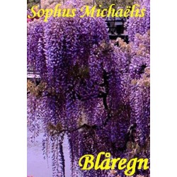 Blåregn