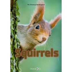 Squirrels