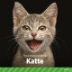 Katte