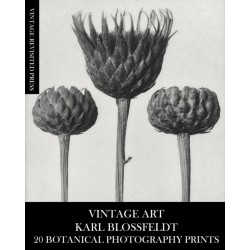 Vintage Art: Karl Blossfeldt 20 Botanical Photography Prints
