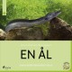 En ål