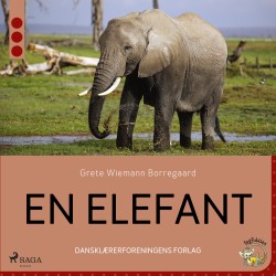 En elefant