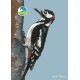RSPB A6 Diary 2026