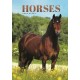 Horses A5 Diary 2026