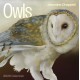 Owls: Jeannine Chappell 2026 Wall Calendar
