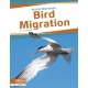 Bird Migration