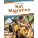 Bat Migration