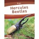 Hercules Beetles