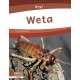 Weta