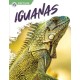 Iguanas