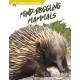 Mind-Boggling Mammals