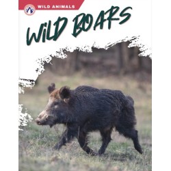 Wild Boars