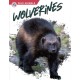 Wolverines