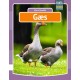 Gæs
