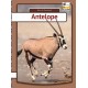 Antelope