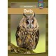 Owls