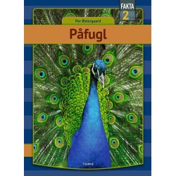 Påfugl