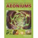 Understanding and Growing Aeoniums: From wild origins to garden success