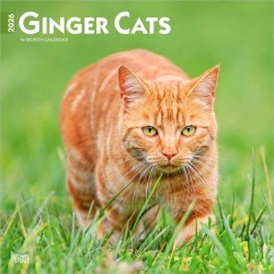 Ginger Cats 2026 Square Flap Calendar