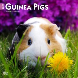 Guinea Pigs 2026 Square Flap Calendar