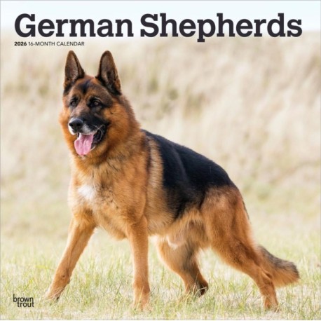 German Shepherds 2026 Square Flap Calendar
