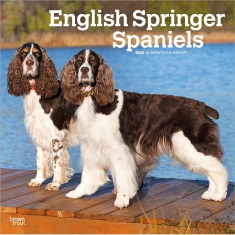 English Springer Spaniels 2026 Square Flap Calendar
