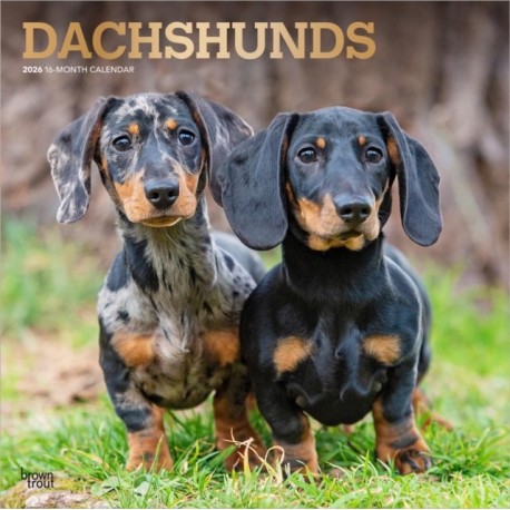 Dachshunds 2026 Square Flap Foil Calendar