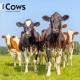 Cows 2026 Square Flap Calendar