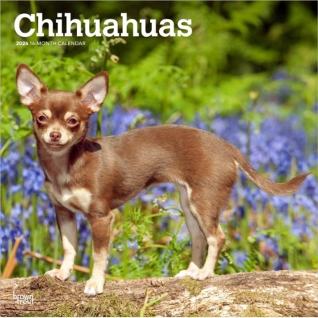 Chihuahuas 2026 Square Flap Calendar