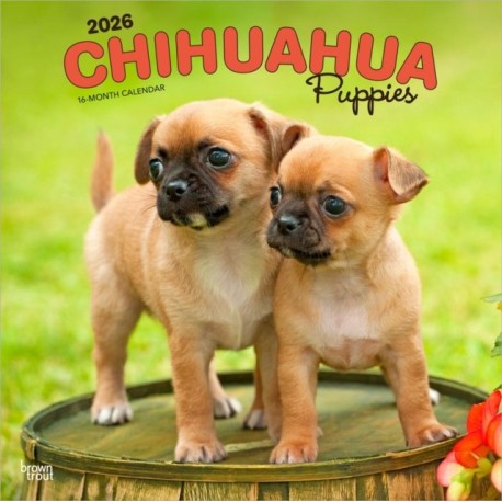 Chihuahua Puppies 2026 Square Flap Calendar