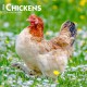 Chickens 2026 Square Flap Calendar