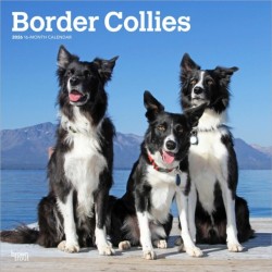 Border Collies 2026 Square Flap Calendar