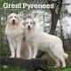 Great Pyrenees 2026 Square Flap Calendar