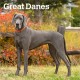 Great Danes 2026 Square Flap Calendar