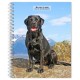 Labrador Retrievers, Black 2026 Engagement Diary