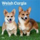 Welsh Corgis 2026 Square Flap Calendar