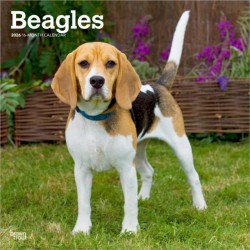 Beagles 2026 Square Flap Calendar