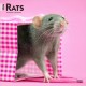 Rats 2026 Square Flap Calendar