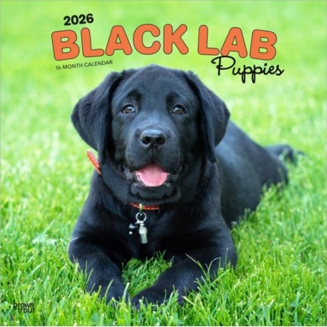 Labrador Retriever Puppies, Black 2026 Square Flap Calendar