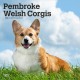 Welsh Corgis, Pembroke 2026 Square Flap Calendar